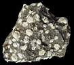 leucite0006.JPG