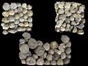 leucite0007.jpg